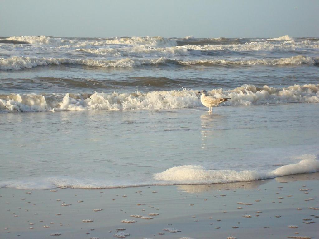 Hotel Rasch Bergen aan Zee Exteriör bild